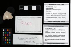 Foto (Objekt + Etikett) von Juracrista perculta (Robins et al., 2012)  (NHMW-GEO-2014-0194-0604)